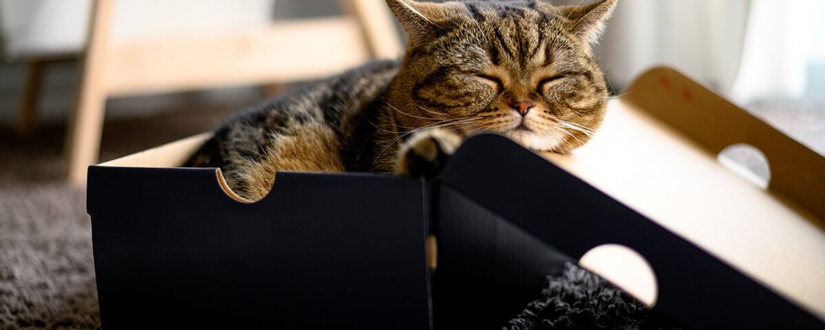 Kot w pudełku z tektury - co najbardziej lubią koty